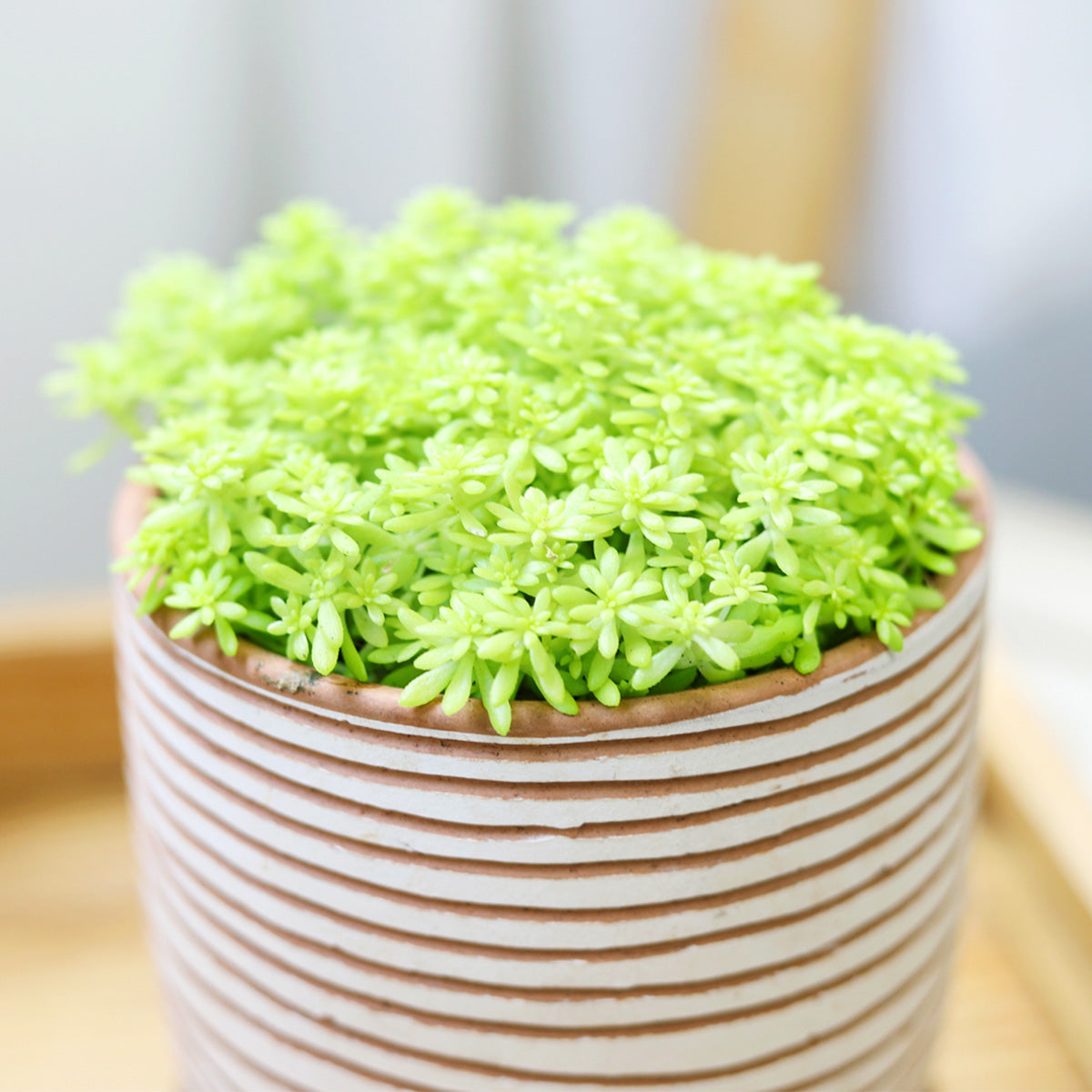buy sedum japonicum var. senanense live succulent 2 inch online, compact creeping mat-forming growth, fine textured slender leaves, chartreuse to fire-engine red foliage in full sun, drought tolerant and low maintenance, perfect for fairy garden or rock garden display, charming gift for succulent enthusiasts in a plastic pot