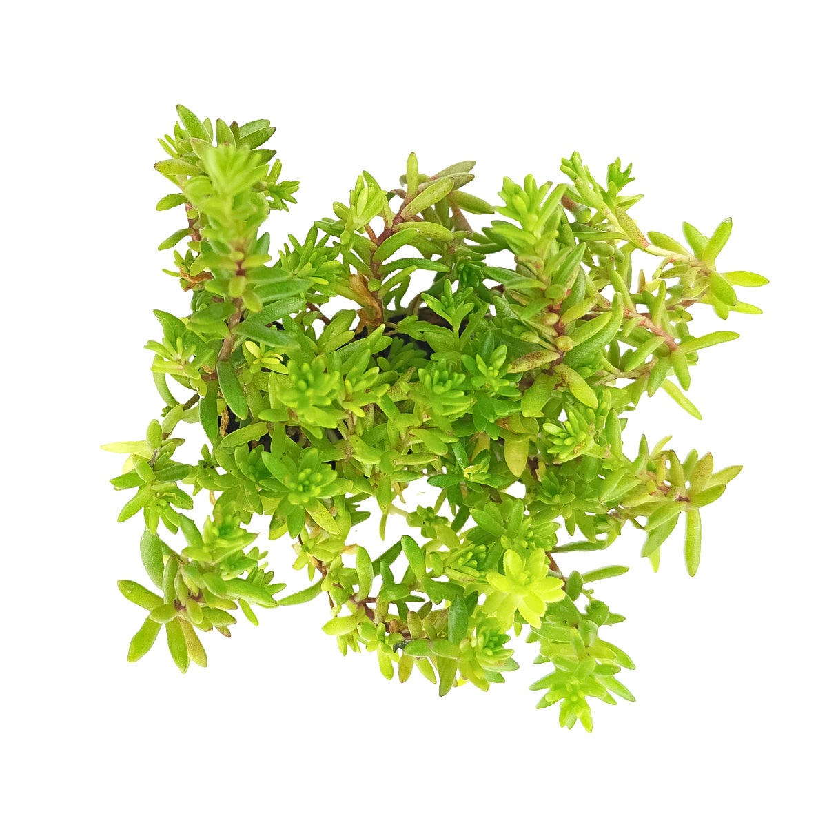 buy sedum japonicum var. senanense live succulent 2 inch online, compact creeping mat-forming growth, fine textured slender leaves, chartreuse to fire-engine red foliage in full sun, drought tolerant and low maintenance, perfect for fairy garden or rock garden display, charming gift for succulent enthusiasts in a plastic pot