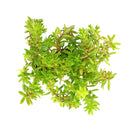 buy sedum japonicum var. senanense live succulent 2 inch online, compact creeping mat-forming growth, fine textured slender leaves, chartreuse to fire-engine red foliage in full sun, drought tolerant and low maintenance, perfect for fairy garden or rock garden display, charming gift for succulent enthusiasts in a plastic pot