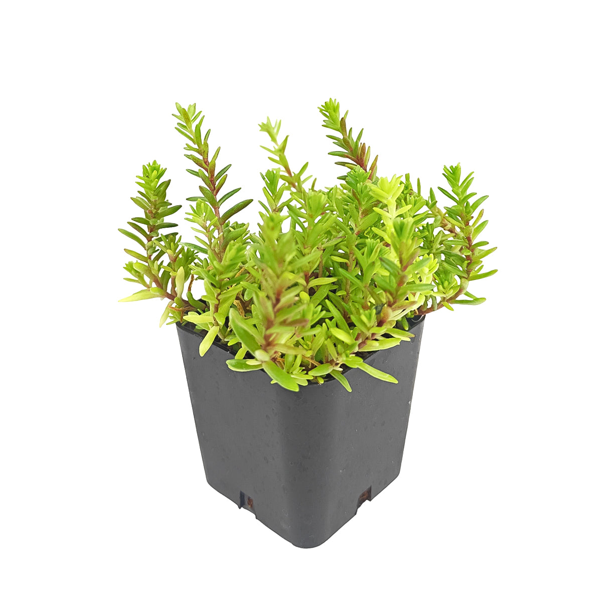 buy sedum japonicum var. senanense live succulent 2 inch online, compact creeping mat-forming growth, fine textured slender leaves, chartreuse to fire-engine red foliage in full sun, drought tolerant and low maintenance, perfect for fairy garden or rock garden display, charming gift for succulent enthusiasts in a plastic pot