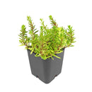 buy sedum japonicum var. senanense live succulent 2 inch online, compact creeping mat-forming growth, fine textured slender leaves, chartreuse to fire-engine red foliage in full sun, drought tolerant and low maintenance, perfect for fairy garden or rock garden display, charming gift for succulent enthusiasts in a plastic pot
