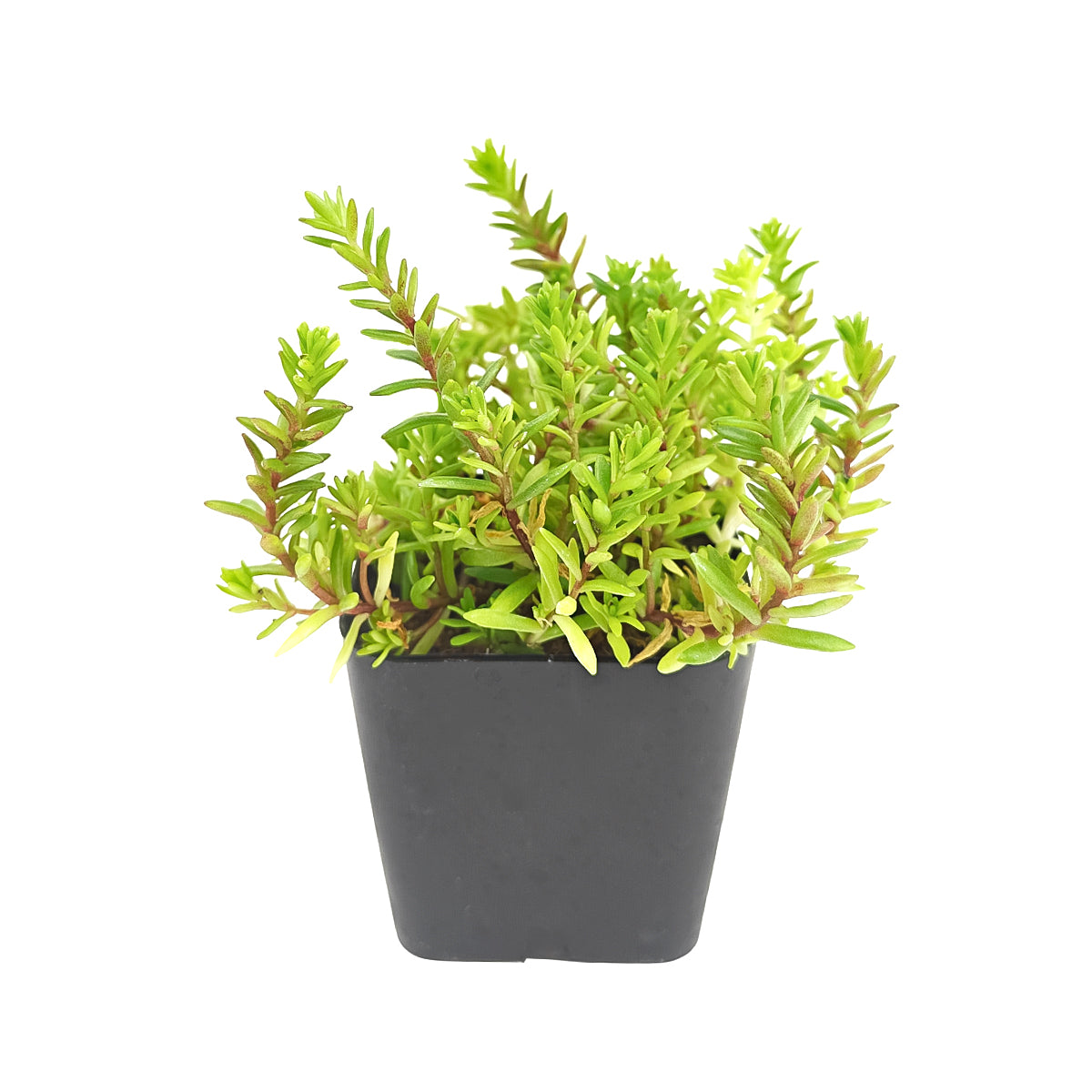 buy sedum japonicum var. senanense live succulent 2 inch online, compact creeping mat-forming growth, fine textured slender leaves, chartreuse to fire-engine red foliage in full sun, drought tolerant and low maintenance, perfect for fairy garden or rock garden display, charming gift for succulent enthusiasts in a plastic pot