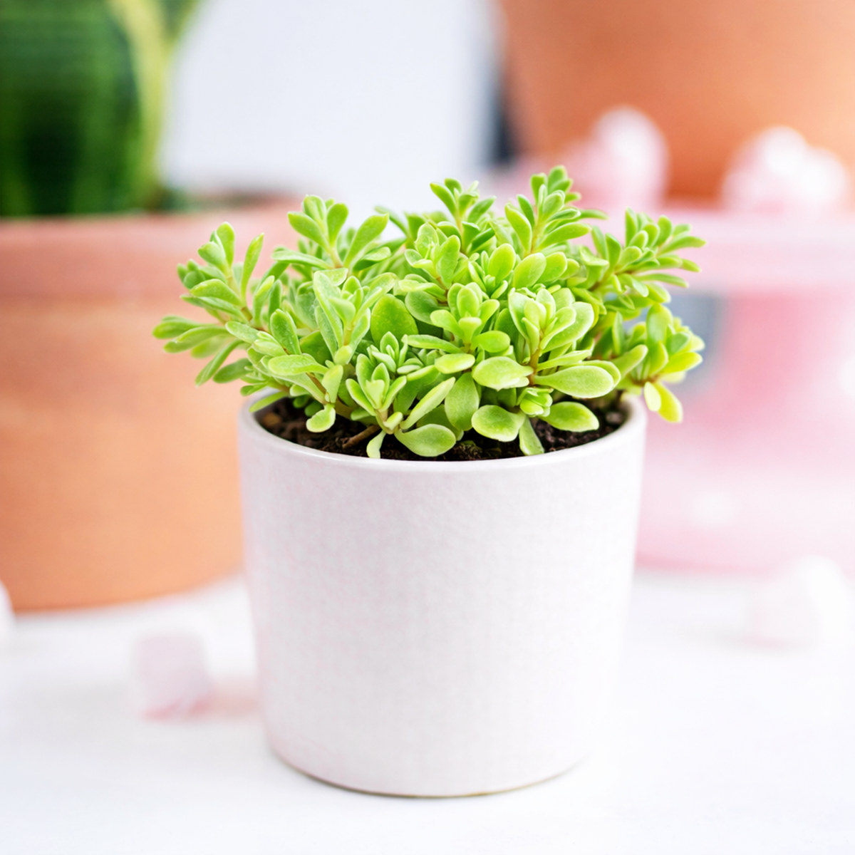 buy sedum makinoi 'variegatum' live succulent 2 inch online, low-growing creeping stems with rounded fleshy leaves, bright green centers edged with creamy white margins, dense mat-forming growth habit, drought tolerant and easy care, charming addition to a bohemian windowsill display, perfect starter succulent gift for plant lovers