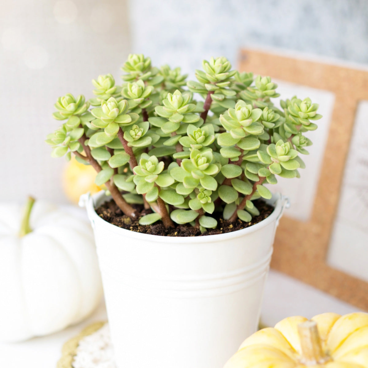 buy sedum oaxacanum live succulent 2 inch online, trailing blue-green leaves with soft white-dusted tips, dense spreading rosettes on reddish stems, star-shaped yellow summer blooms, drought tolerant and easy care, perfect for sunny windowsill displays, a charming gift for succulent lovers