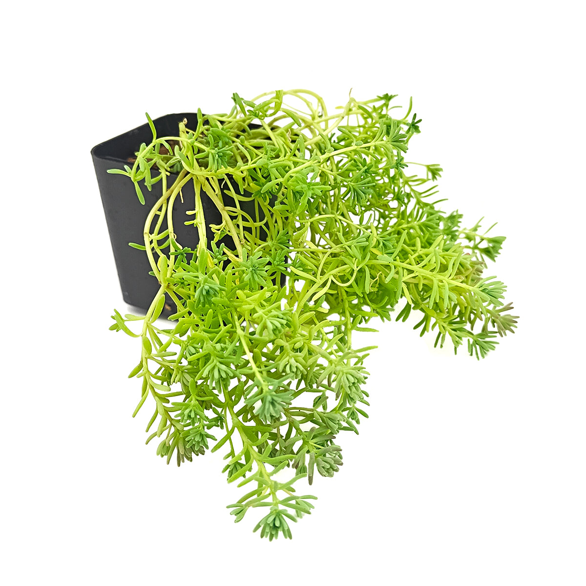 buy sedum pallidum var. bithynicum live succulent 2 inch online, soft mat-forming succulent with bluish-green miniature fleshy foliage, fast-spreading creeping stems ideal for wide shallow pots, white star-shaped summer blooms on delicate stems, pet safe and easy care for all skill levels, charming cascading accent for rock garden displays or succulent arrangements, unique gift for plant enthusiasts and collectors