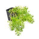 buy sedum pallidum var. bithynicum live succulent 2 inch online, soft mat-forming succulent with bluish-green miniature fleshy foliage, fast-spreading creeping stems ideal for wide shallow pots, white star-shaped summer blooms on delicate stems, pet safe and easy care for all skill levels, charming cascading accent for rock garden displays or succulent arrangements, unique gift for plant enthusiasts and collectors