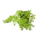 buy sedum pallidum var. bithynicum live succulent 2 inch online, soft mat-forming succulent with bluish-green miniature fleshy foliage, fast-spreading creeping stems ideal for wide shallow pots, white star-shaped summer blooms on delicate stems, pet safe and easy care for all skill levels, charming cascading accent for rock garden displays or succulent arrangements, unique gift for plant enthusiasts and collectors