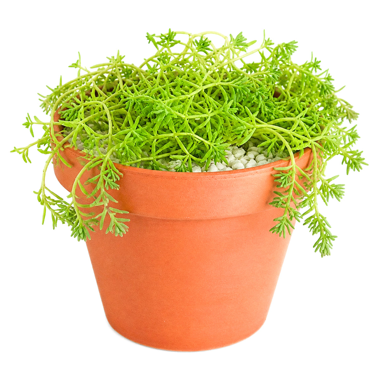buy sedum pallidum var. bithynicum live succulent 2 inch online, soft mat-forming succulent with bluish-green miniature fleshy foliage, fast-spreading creeping stems ideal for wide shallow pots, white star-shaped summer blooms on delicate stems, pet safe and easy care for all skill levels, charming cascading accent for rock garden displays or succulent arrangements, unique gift for plant enthusiasts and collectors