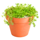 buy sedum pallidum var. bithynicum live succulent 2 inch online, soft mat-forming succulent with bluish-green miniature fleshy foliage, fast-spreading creeping stems ideal for wide shallow pots, white star-shaped summer blooms on delicate stems, pet safe and easy care for all skill levels, charming cascading accent for rock garden displays or succulent arrangements, unique gift for plant enthusiasts and collectors