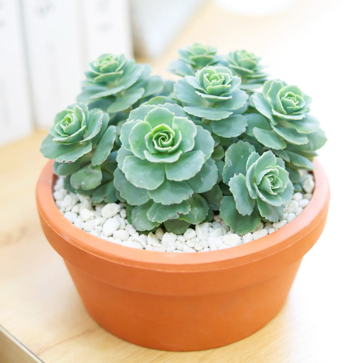 buy sedum sieboldii succulent live succulent 2 inch online, trailing blue-green leaves with pink margins, fleshy rounded foliage in whorls of three, low-spreading mounding habit, drought tolerant and easy care, perfect bohemian windowsill accent, charming starter plant gift for succulent lovers, plastic pot