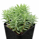 4 inch sedum griseum live succulent for sale, silvery green ground cover with frosted powdery farina on young leaves, low-growing spreading clusters with neat tidy form, star-shaped white blooms possible in late winter, thrives in well-draining soil with minimal watering, elegant addition to indoor succulent collections or outdoor container gardens, a beautiful and thoughtful plant gift