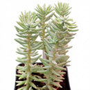 4 inch sedum griseum live succulent for sale, silvery green ground cover with frosted powdery farina on young leaves, low-growing spreading clusters with neat tidy form, star-shaped white blooms possible in late winter, thrives in well-draining soil with minimal watering, elegant addition to indoor succulent collections or outdoor container gardens, a beautiful and thoughtful plant gift