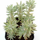 4 inch sedum griseum live succulent for sale, silvery green ground cover with frosted powdery farina on young leaves, low-growing spreading clusters with neat tidy form, star-shaped white blooms possible in late winter, thrives in well-draining soil with minimal watering, elegant addition to indoor succulent collections or outdoor container gardens, a beautiful and thoughtful plant gift