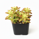 buy sedum orange glow live succulent 2 inch online, intense copper-orange sun-stressed coloration, loose rosette with fleshy pointed leaves, thrives in full sun and well-draining gritty soil, freely branching semi-trailing form, eye-catching container garden focal point, a perfect gift for succulent enthusiasts in a white modern pot