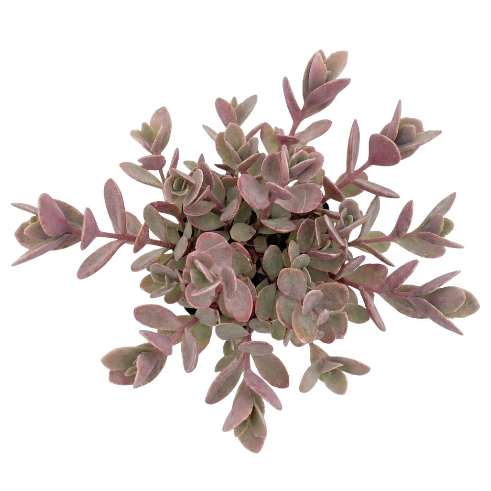 buy sedum sunsparkler 'firecracker' live succulent 4 inch online, dense mat-forming burgundy red foliage, fleshy thick succulent leaves, low spreading ground cover habit, vivid season-long color, drought tolerant and virtually care free, bold architectural accent for sunny borders and rock gardens, perfect low-maintenance gift for garden lovers