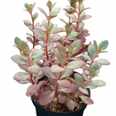 4 inch sedem sunsparkler 'plum dazzled' live succulent for sale, tightly clustered waxy fleshy leaves in deep plum tones, low mat-forming habit ideal for edging and rock gardens, showy raspberry-pink flower heads lasting over seven weeks, easy care drought tolerant perennial succulent, a bold bohemian accent for patio planters and raised beds, a beautiful and practical gift for plant lovers of all levels