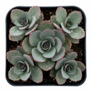 4 inch sedem sunsparkler 'plum dazzled' live succulent for sale, tightly clustered waxy fleshy leaves in deep plum tones, low mat-forming habit ideal for edging and rock gardens, showy raspberry-pink flower heads lasting over seven weeks, easy care drought tolerant perennial succulent, a bold bohemian accent for patio planters and raised beds, a beautiful and practical gift for plant lovers of all levels