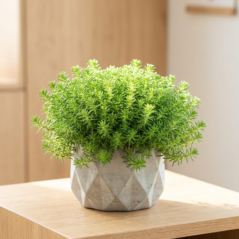 buy sedum 'golddigger' live succulent online, golden needle-like foliage, spreading ground cover, frost-hardy perennial, drought-tolerant plant, perfect for rock gardens, excellent hardy plant gift