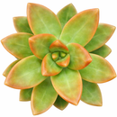 2 inch sedum 'golden glow' live succulent for sale, thick boat-shaped leaves blushing copper in bright light, branching stems that gently arch and cascade, vibrant sunset-toned foliage, ideal for hanging baskets and pot edges, a colorful boho accent for sunny shelves and desks, makes a unique and long-lasting gift for succulent enthusiasts