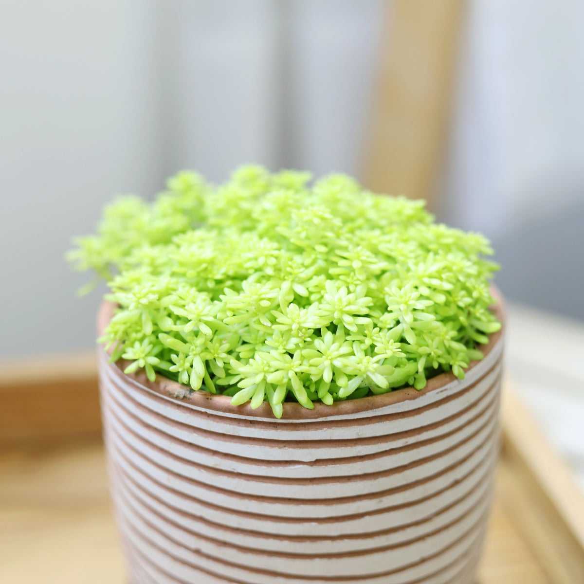 buy sedum japonicum 'tokyo sun' live succulent 2 inch online, neon yellow fleshy cylindrical leaves, dense mat-forming growth habit, vivid chartreuse foliage brightens in full sun, drought tolerant low maintenance care, striking pop of color on a sun