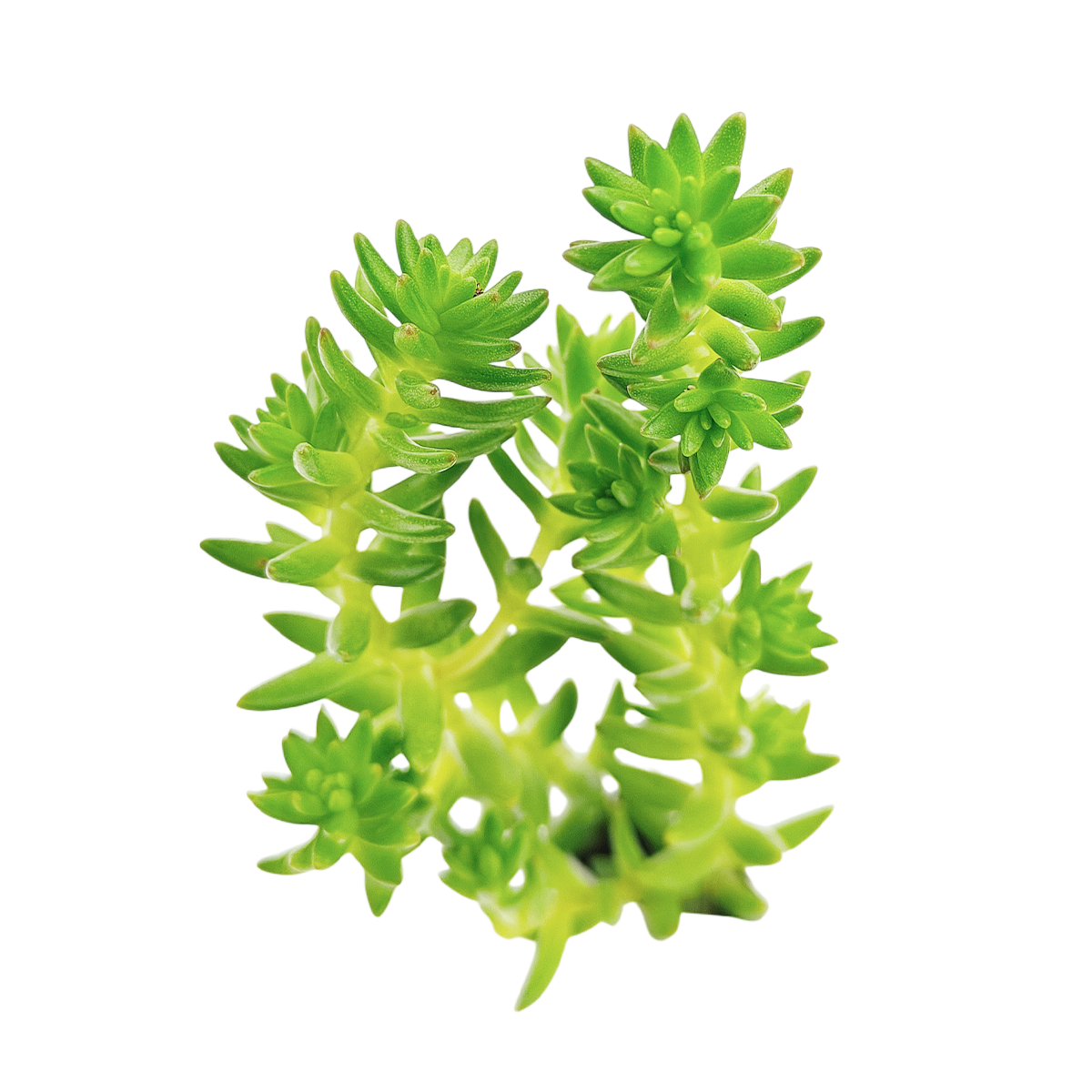 2 inch sedum 'spiral staircase' live succulent for sale, needle-like bright green leaves spiraling symmetrically up slim stems, upright non-trailing growth habit, pet-friendly and non-toxic succulent variety, thrives in full sun with minimal watering, stunning geometric form in a natural bamboo pot, a unique and eye-catching gift for plant enthusiasts