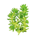 buy sedum spiral staircase live air plant 2 inch online, captivating spiral leaf formation with densely packed succulent leaves in muted blue-green and rose-pink palette, remarkable three-dimensional architectural growth pattern, incredibly hardy and forgiving indoor plant, perfect for bright windowsill or accent plant display, exceptional rare succulent gift idea