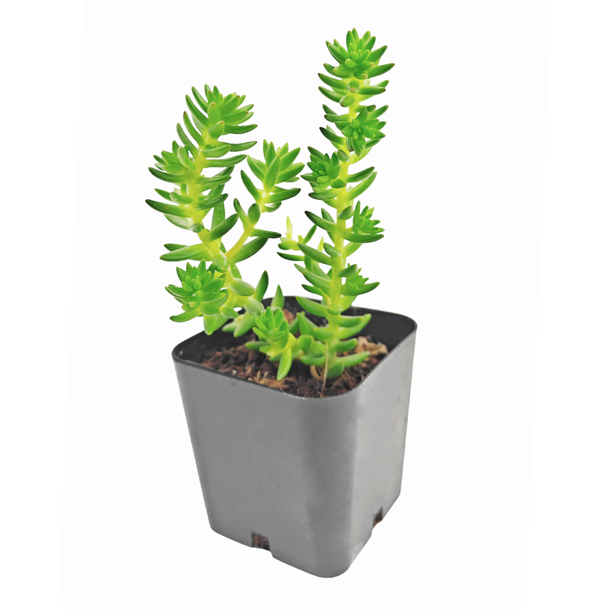 buy sedum 'spiral staircase' live succulent 2 inch online, slender pointed leaves tightly coiled in a geometric staircase pattern, compact upright growth form in a white modern pot, drought tolerant and easy care for beginners, bold architectural texture with bright green coloring, stylish addition to succulent collections and tabletop displays, excellent housewarming or birthday gift