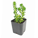 buy sedum spiral staircase live air plant 2 inch online, captivating spiral leaf formation with densely packed succulent leaves in muted blue-green and rose-pink palette, remarkable three-dimensional architectural growth pattern, incredibly hardy and forgiving indoor plant, perfect for bright windowsill or accent plant display, exceptional rare succulent gift idea