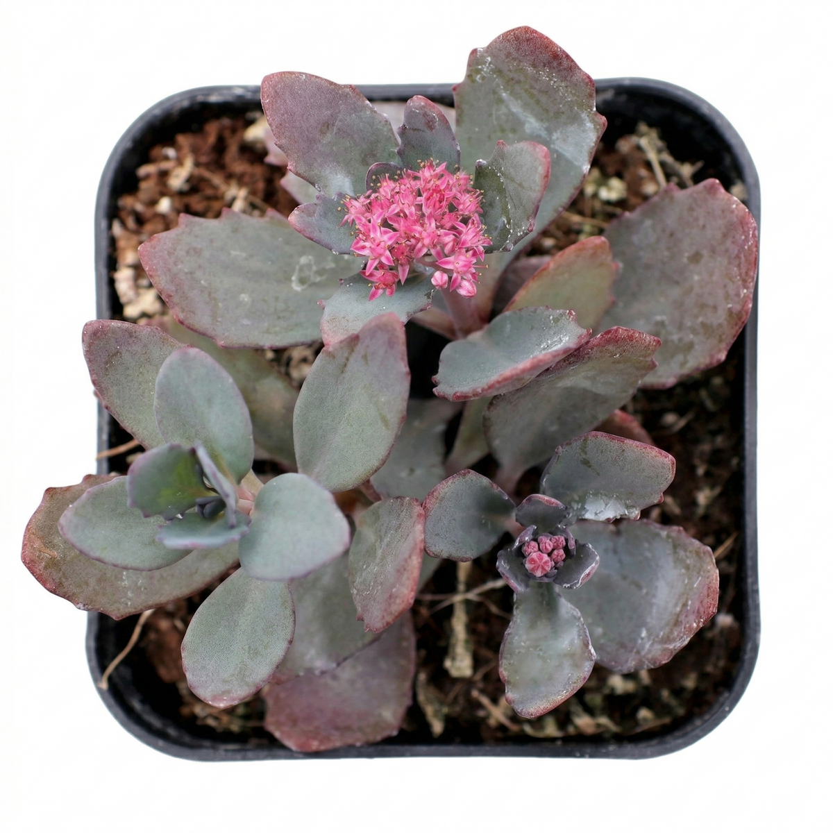 4 inch sedem sunsparkler 'plum dazzled' live succulent for sale, tightly clustered waxy fleshy leaves in deep plum tones, low mat-forming habit ideal for edging and rock gardens, showy raspberry-pink flower heads lasting over seven weeks, easy care drought tolerant perennial succulent, a bold bohemian accent for patio planters and raised beds, a beautiful and practical gift for plant lovers of all levels