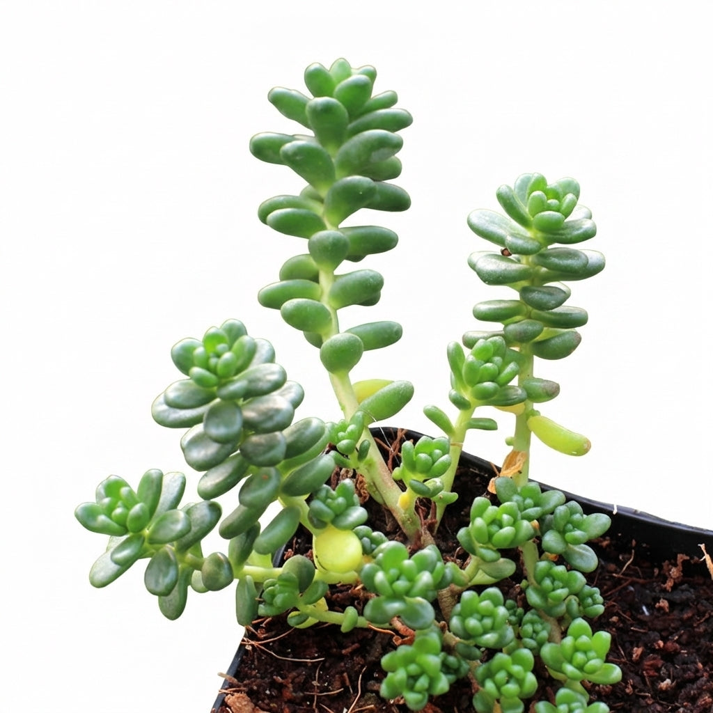 buy sedum album 'athoum' live succulent 2 inch online, soft bead-textured green succulent leaves forming a wide spreading mat, warm-season reddish flush on foliage, hardy and drought tolerant variety in a white modern pot, ideal desk or patio accent, a thoughtful pet-friendly gift for plant collectors and home gardeners