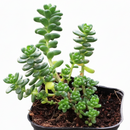 buy sedum album 'athoum' live succulent 2 inch online, soft bead-textured green succulent leaves forming a wide spreading mat, warm-season reddish flush on foliage, hardy and drought tolerant variety in a white modern pot, ideal desk or patio accent, a thoughtful pet-friendly gift for plant collectors and home gardeners