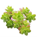 buy sedum confusum (plug) live succulent 1.5" plug online, glossy bright green rosette leaves, fleshy spoon-shaped foliage, spreading mounding growth habit, drought tolerant and low maintenance, perfect for cascading container or rock garden display, a charming easy-care gift for succulent lovers