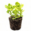 1.5" plug sedum confusum live succulent for sale, vibrant lime-green waxy leaves, rosettes perched atop branching stems, dense spreading ground cover form, semi-hardy and beginner friendly, lovely bohemian accent for windowsill or outdoor planter, ideal starter plant gift for any home gardener