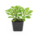 buy sedum hybridum 'immergrunchen' live succulent 2 inch online, clay pot, vigorous semi-evergreen stonecrop with thick spoon-shaped leaves and slow-spreading creeping stems, striking amber and orange foliage color develops in winter months, tolerates full sun to light shade and dry air effortlessly, adds a natural bohemian touch to any shelf or garden bed, an ideal low-maintenance gift for any occasion