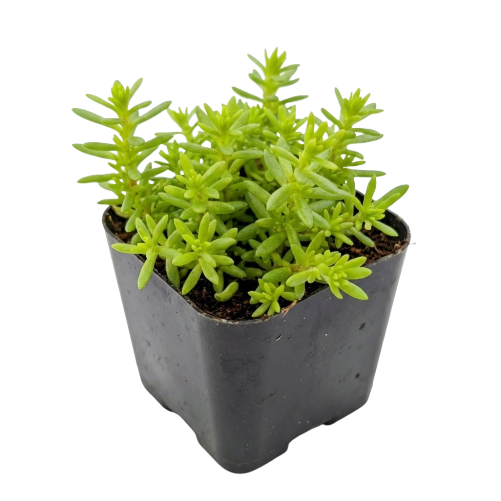 2 inch sedum japonicum var. senanense live succulent for sale, dense low-growing ground cover habit, tiny finger-like succulent leaves with rosy seasonal tones, evergreen foliage with vivid sun-kissed color, easy care pet-safe variety, elegant tabletop or windowsill accent in a clay pot, thoughtful gift for beginners and collectors alike