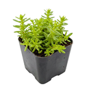 buy sedum japonicum var. senanense live succulent 2 inch online, compact creeping mat-forming growth, fine textured slender leaves, chartreuse to fire-engine red foliage in full sun, drought tolerant and low maintenance, perfect for fairy garden or rock garden display, charming gift for succulent enthusiasts in a plastic pot