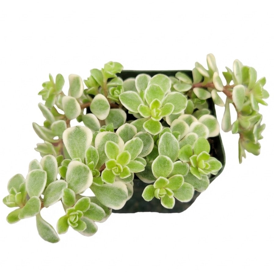 buy sedum makinoi 'variegatum' live succulent 2 inch online, tiny rounded variegated leaves with soft cream-white edges in a bamboo pot, trailing and spreading growth form perfect for container edges, cold hardy and virtually pest free, airy and delicate bohemian aesthetic, beautiful eco-friendly gift for plant-loving friends