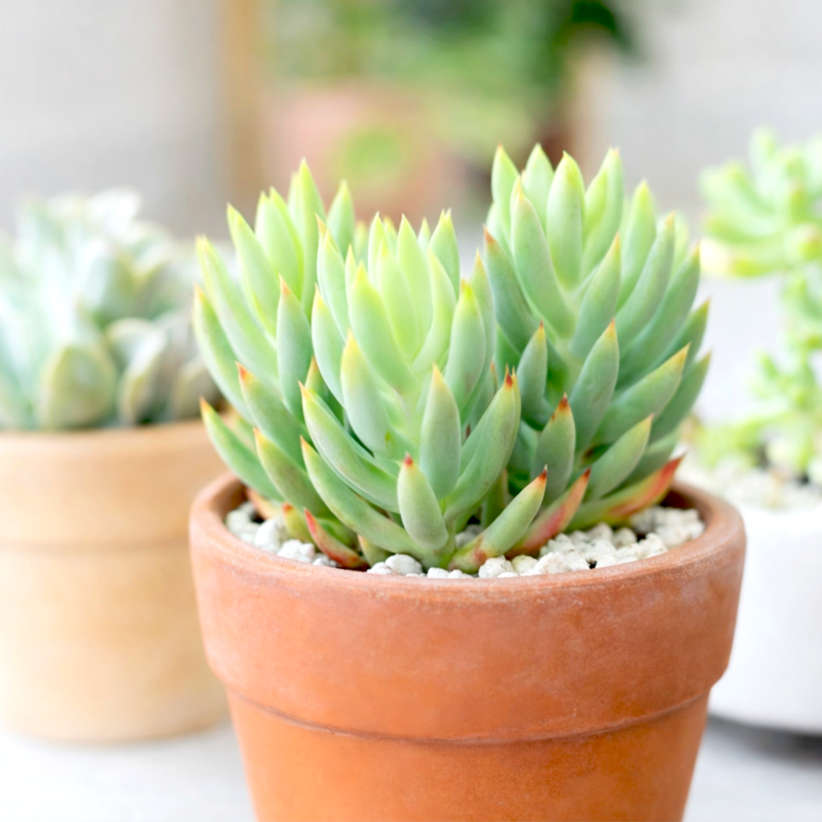 buy sedum sediforme 'turquoise tails' live succulent 2 inch online, blue-green needle-like foliage, upright and spreading growth habit, dense sculptural stems, drought tolerant and frost hardy, perfect architectural accent for sunny windowsills or outdoor rock gardens, a unique and striking gift for succulent enthusiasts