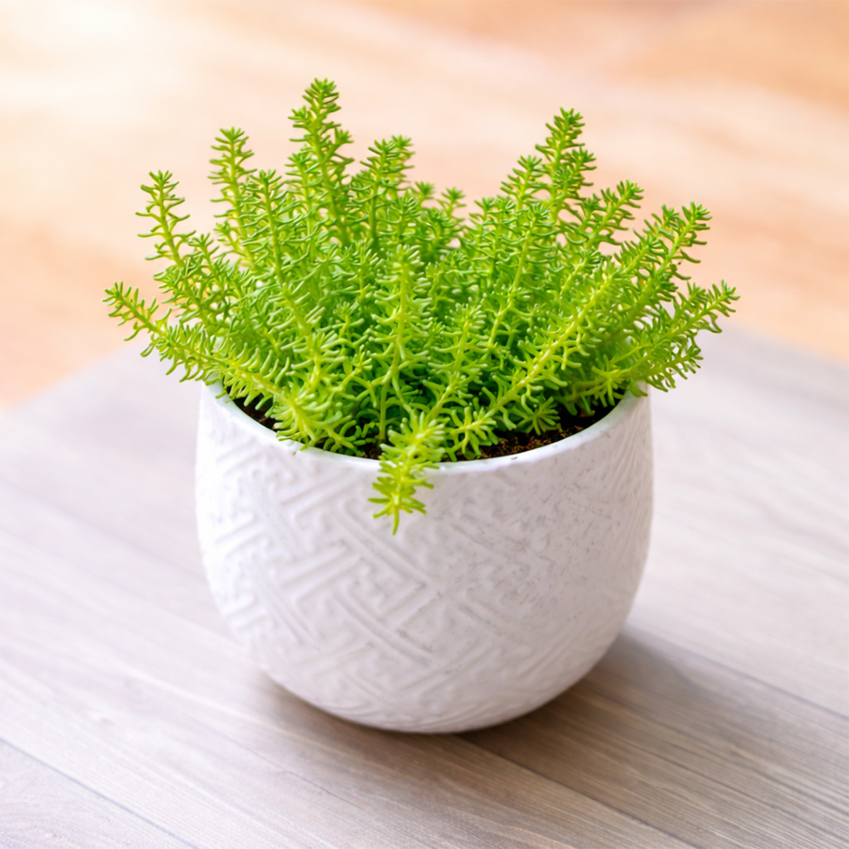 buy sedum sexangulare live succulent 2 inch online, bright vivid green needle-like leaves arranged in six spiral rows, dense low-spreading mat-forming growth habit, star-shaped yellow summer flowers, drought tolerant and low maintenance, perfect for sunny windowsill or rock garden display, a charming gift for succulent lovers