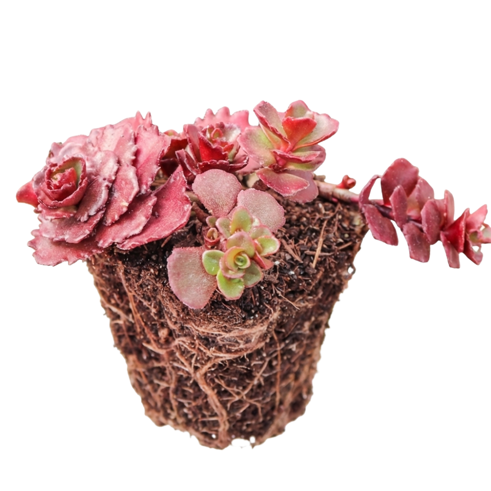 buy sedum spurium 'dragon's blood' (plug) live succulent 1.5" plug online, fleshy rounded leaves shifting from bright green to deep burgundy red, dense mat-forming creeping growth habit, vivid seasonal color change, drought tolerant and low maintenance, bold groundcover accent for rock gardens and sunny borders, a striking and easy-care succulent gift for plant lovers