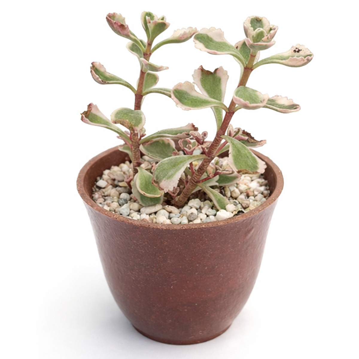 buy sedum spurium 'fool's gold' live succulent 2 inch online, colorful spreading ground cover succulent, thin flexible variegated foliage, bamboo pot presentation, drought resistant and cold hardy to zone 3, natural bohemian decor statement plant, a delightful gift for any plant lover