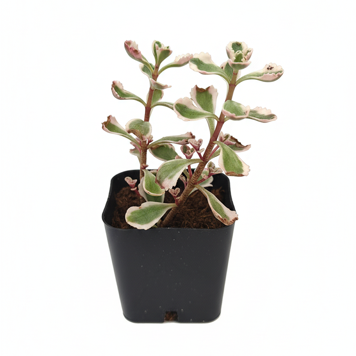 buy sedum spurium 'fool's gold' live succulent 2 inch online, dense mat-forming creeping growth habit, colorful variegated leaf pattern, housed in a clay pot, frost hardy and pet safe succulent, rustic natural decor accent, thoughtful gift for gardeners and succulent fans
