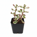 buy sedum spurium 'fool's gold' live succulent 2 inch online, colorful spreading ground cover succulent, thin flexible variegated foliage, bamboo pot presentation, drought resistant and cold hardy to zone 3, natural bohemian decor statement plant, a delightful gift for any plant lover