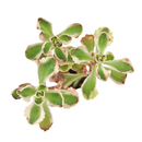 buy sedum spurium 'fool's gold' live succulent 2 inch online, colorful spreading ground cover succulent, thin flexible variegated foliage, bamboo pot presentation, drought resistant and cold hardy to zone 3, natural bohemian decor statement plant, a delightful gift for any plant lover
