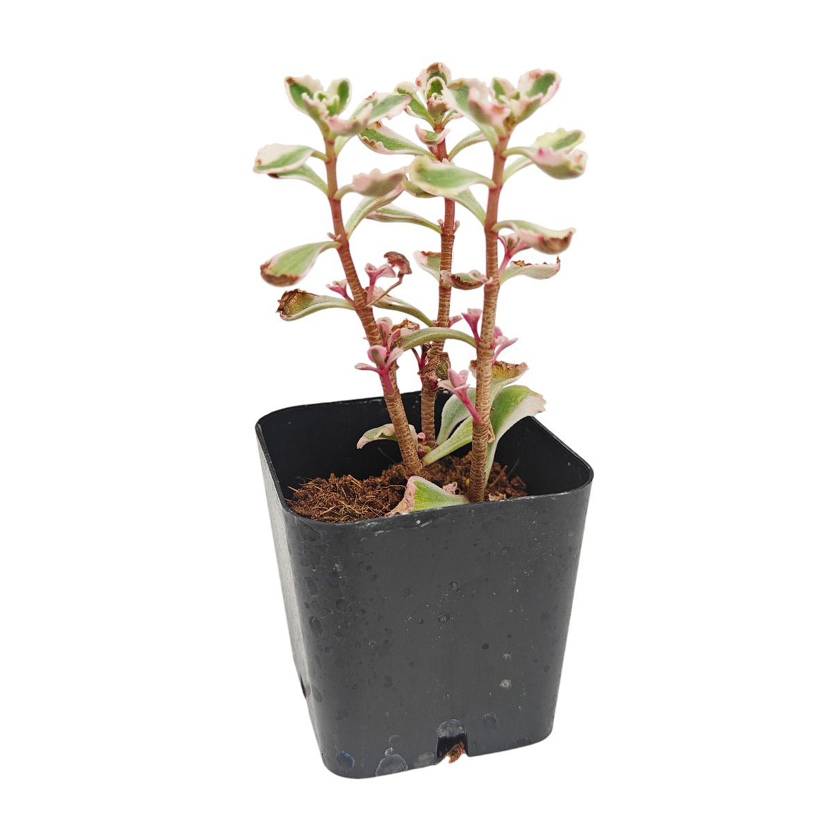 2 inch sedum spurium 'fool's gold' live succulent for sale, thin flexible leaves striped with green cream and pink, compact low-profile spreading succulent, displayed in a white modern pot, full sun loving and drought tolerant, elegant minimalist home decor plant, beautiful living gift for any occasion