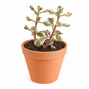 buy sedum spurium 'fool's gold' live succulent 2 inch online, colorful spreading ground cover succulent, thin flexible variegated foliage, bamboo pot presentation, drought resistant and cold hardy to zone 3, natural bohemian decor statement plant, a delightful gift for any plant lover