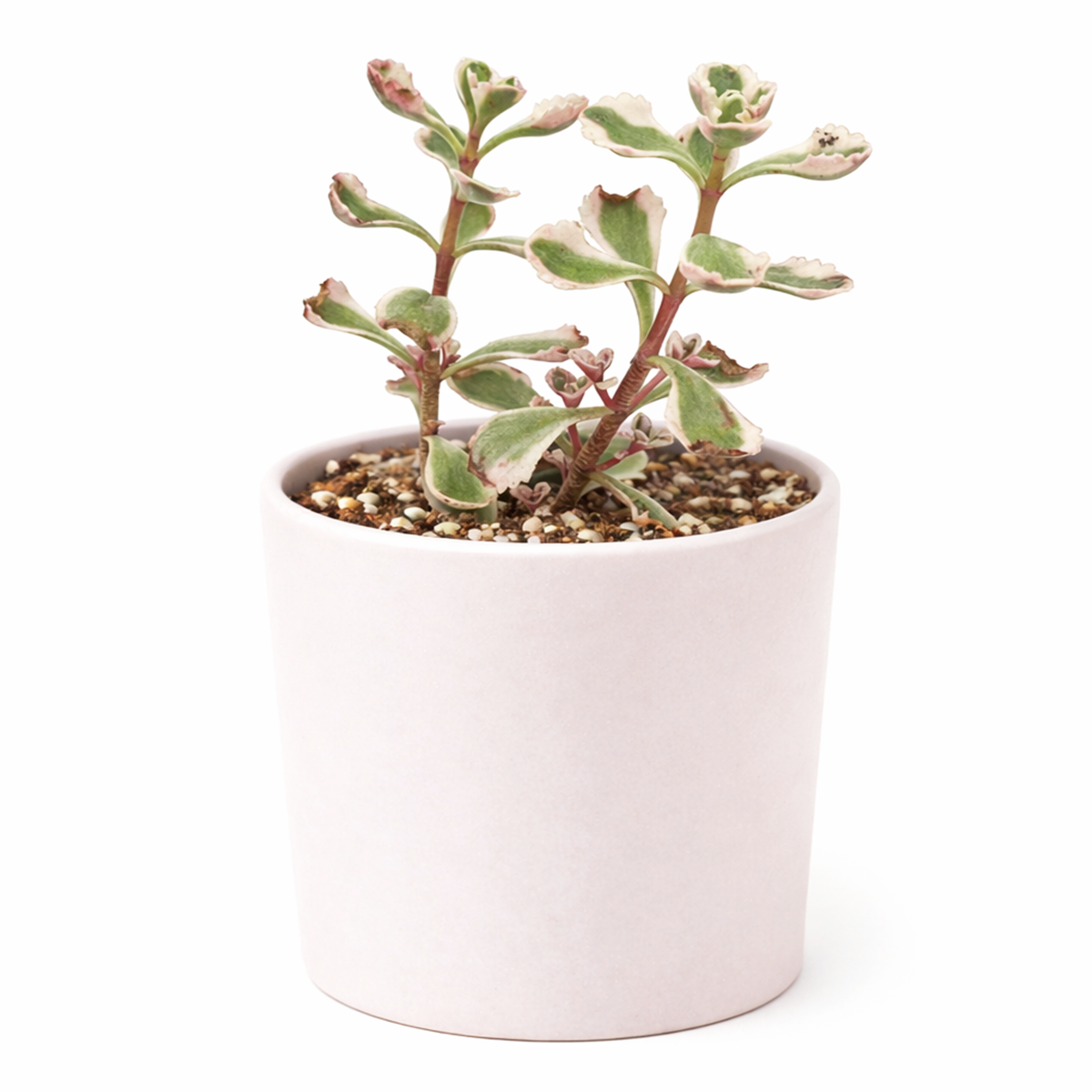 2 inch sedum spurium 'fool's gold' live succulent for sale, vivid multi-toned foliage with green cream and pink bands, low-growing dense spreading habit, in a plastic pot, non-toxic and pet friendly succulent, eye-catching colorful decor addition, wonderful gift for succulent enthusiasts
