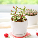 buy sedum spurium 'fool's gold' live succulent 2 inch online, colorful spreading ground cover succulent, thin flexible variegated foliage, bamboo pot presentation, drought resistant and cold hardy to zone 3, natural bohemian decor statement plant, a delightful gift for any plant lover