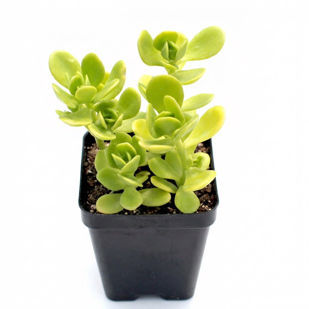 buy sedum confusum live succulent 2 inch online, dense clustering evergreen rosettes, thick fleshy oval leaves in vivid green, slow-growing spreading subshrub habit, pet-friendly drought tolerant stonecrop, beautiful cascading accent for containers and rock gardens, thoughtful housewarming or birthday plant gift