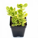 buy sedum confusum (plug) live succulent 1.5" plug online, glossy bright green rosette leaves, fleshy spoon-shaped foliage, spreading mounding growth habit, drought tolerant and low maintenance, perfect for cascading container or rock garden display, a charming easy-care gift for succulent lovers